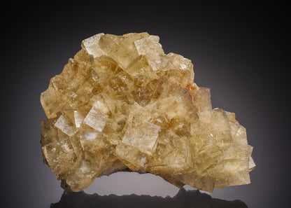 CC32491 specimen image