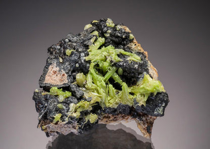 CC32959 specimen image