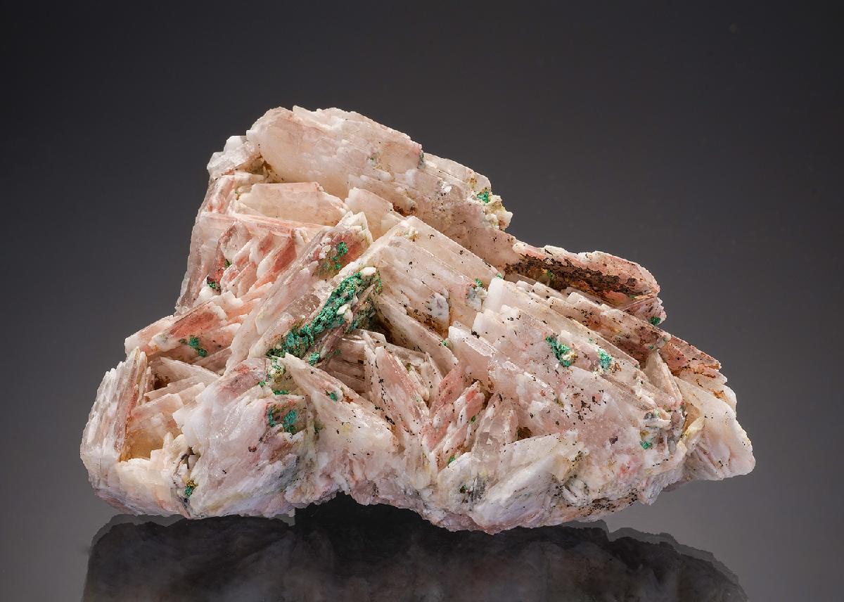 CC33013 specimen image