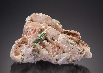 CC33013 specimen image