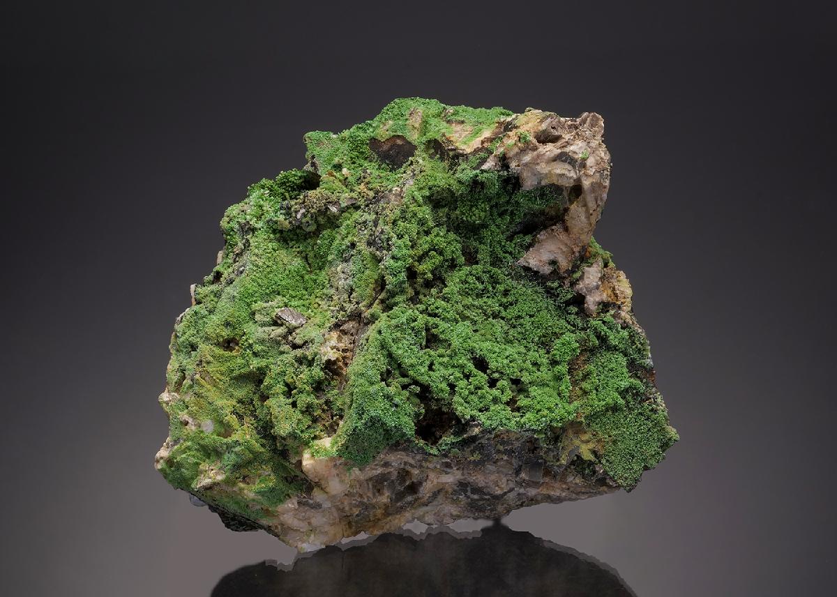 CC33091 specimen image