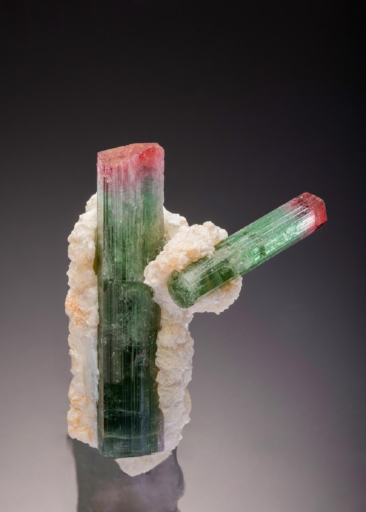 CC33220 specimen image
