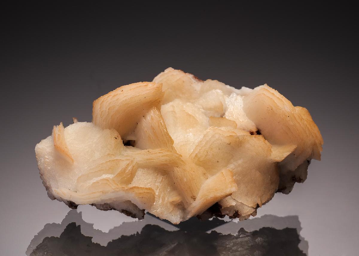 CC33232 specimen image