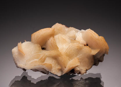 CC33232 specimen image