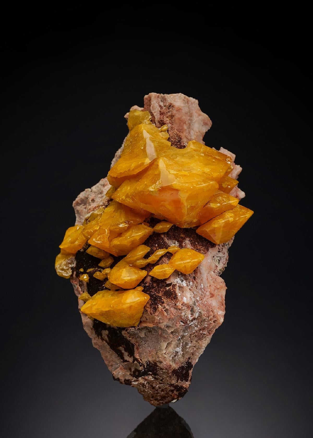 CC33335 specimen image