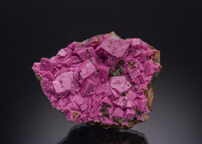 CC33338 specimen image