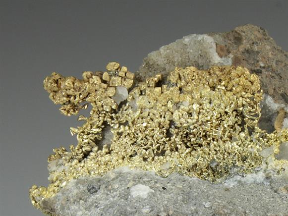 CC3336 specimen image