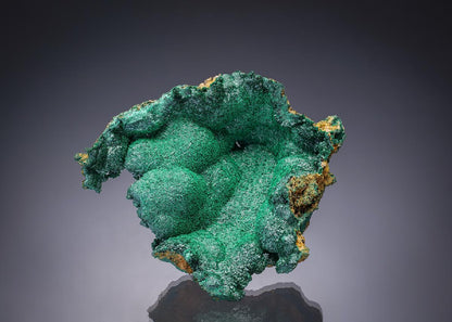 CC33413 specimen image