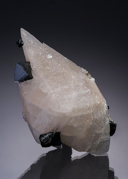 CC33419 specimen image