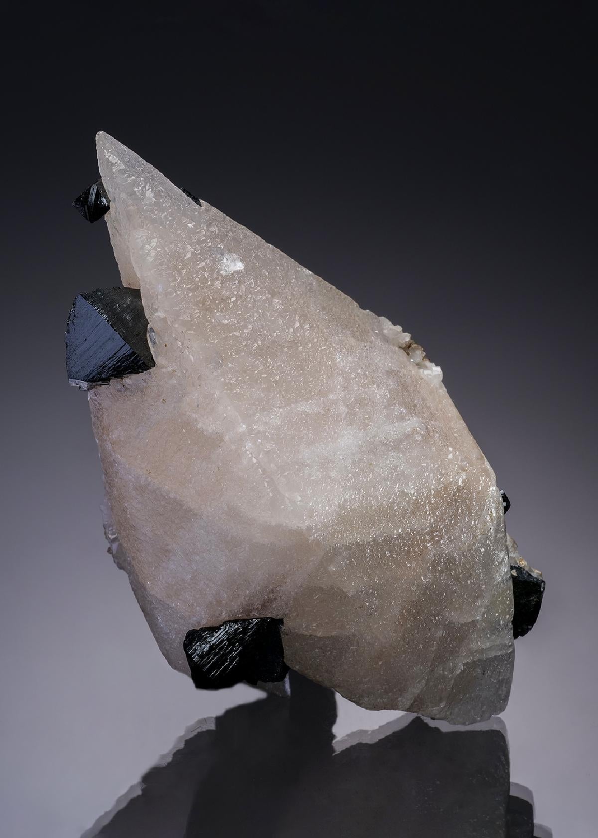 CC33419 specimen image