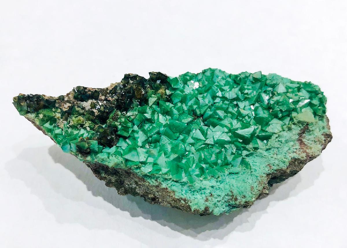CC33597 specimen image