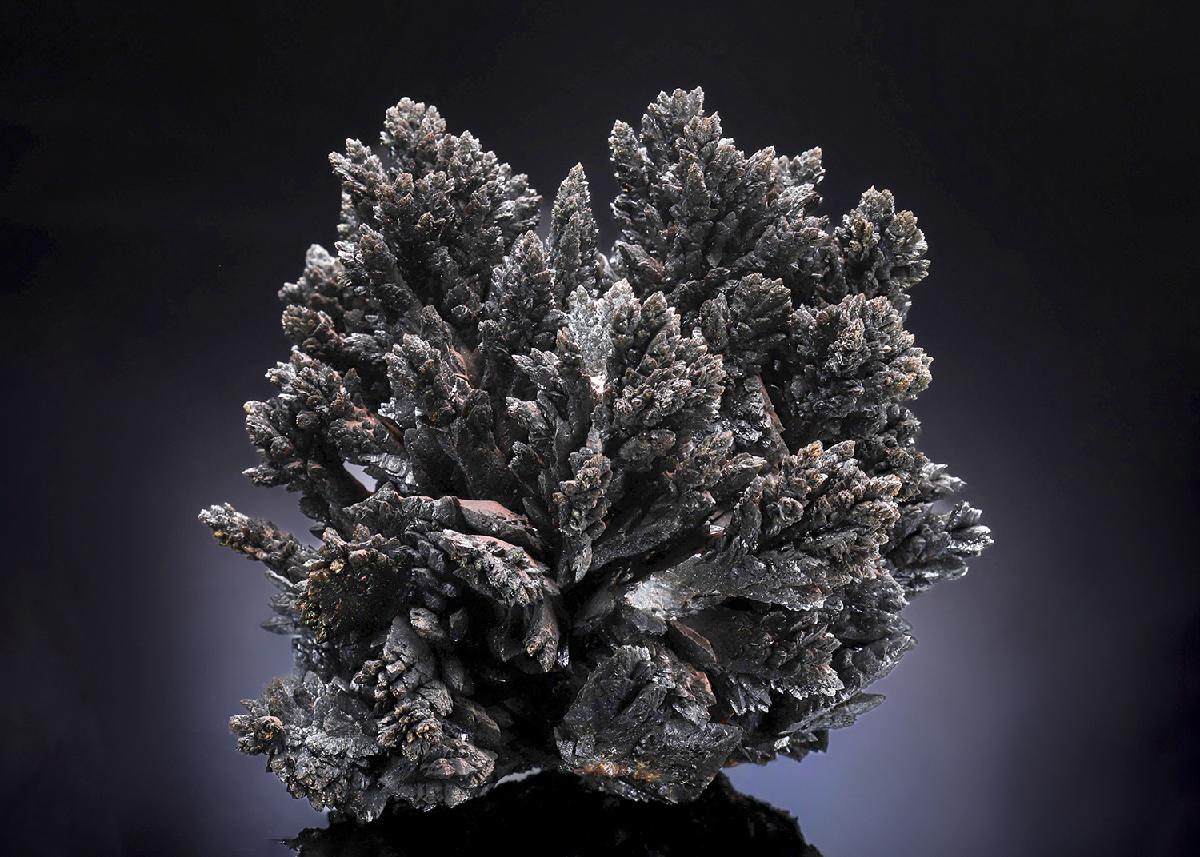 CC33762 specimen image