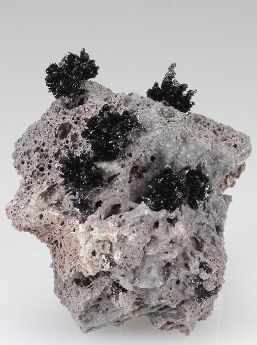 CC3386 specimen image