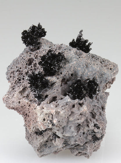 CC3386 specimen image