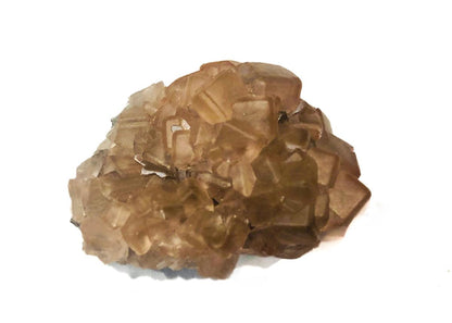 CC33903 specimen image