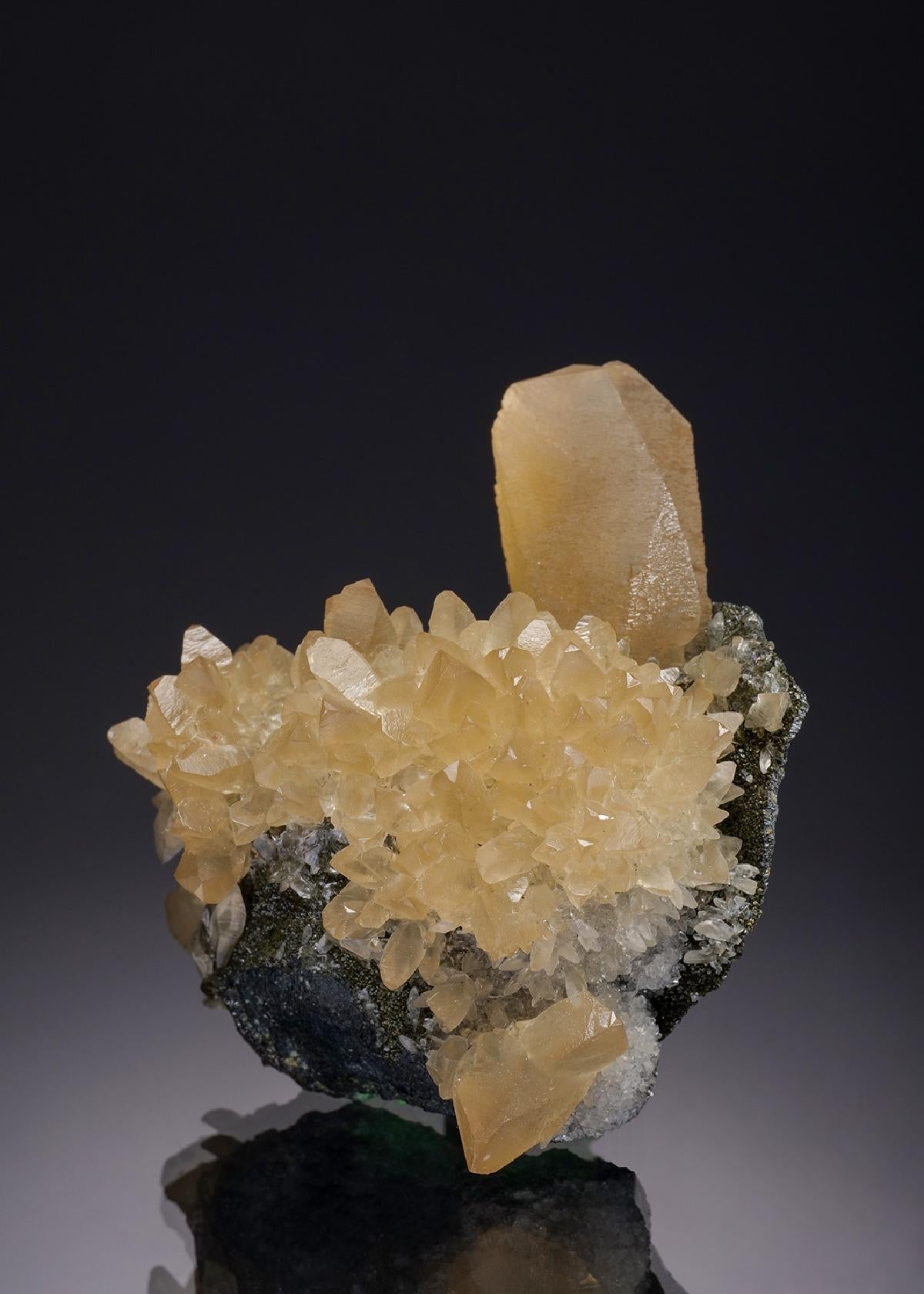 CC33924 specimen image