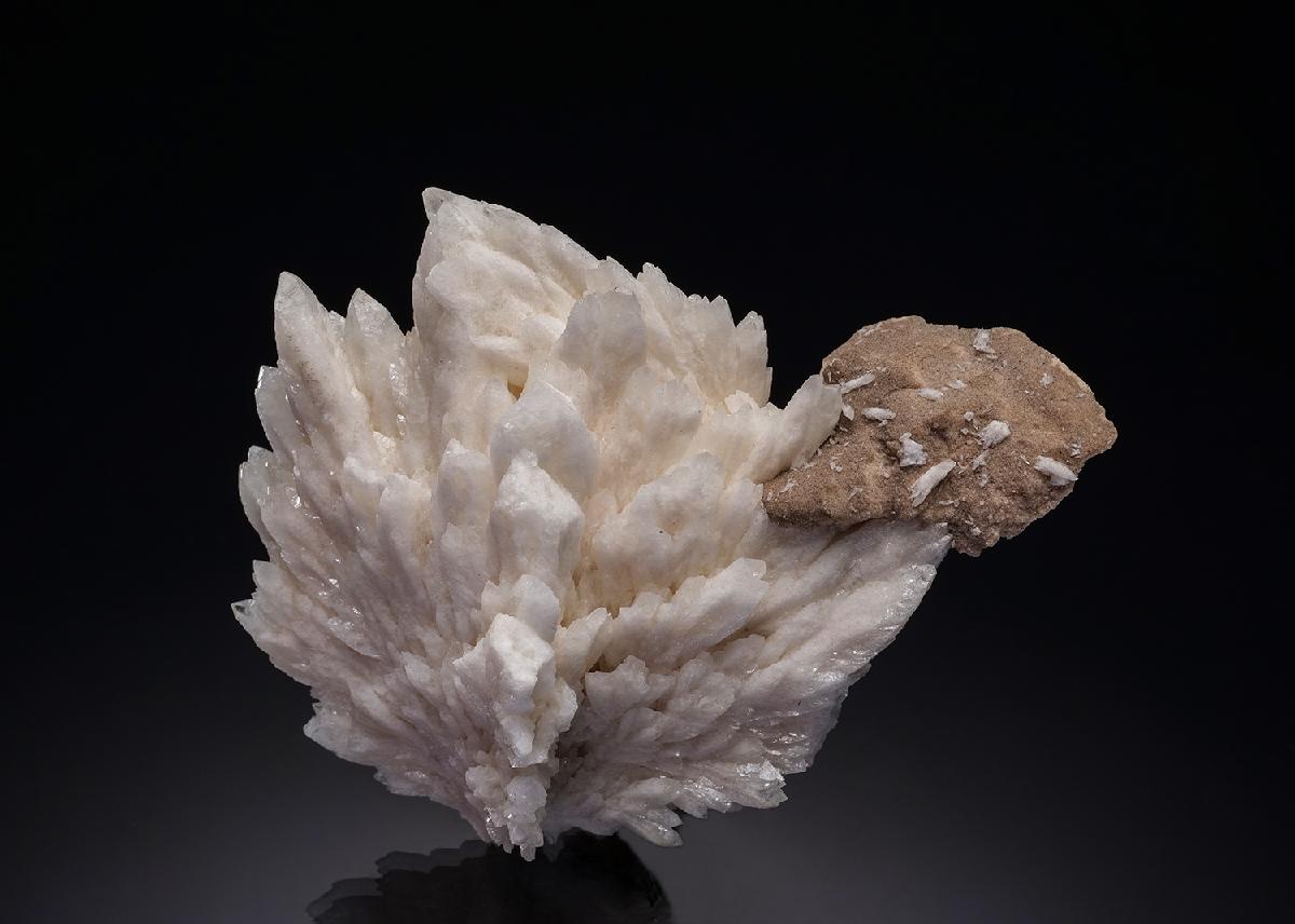 CC34631 specimen image