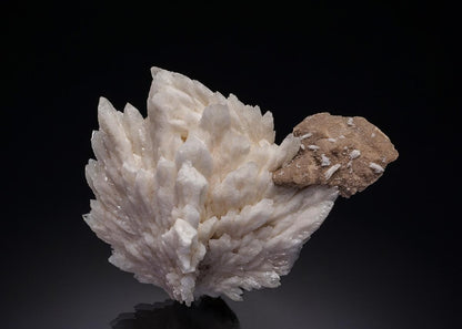 CC34631 specimen image