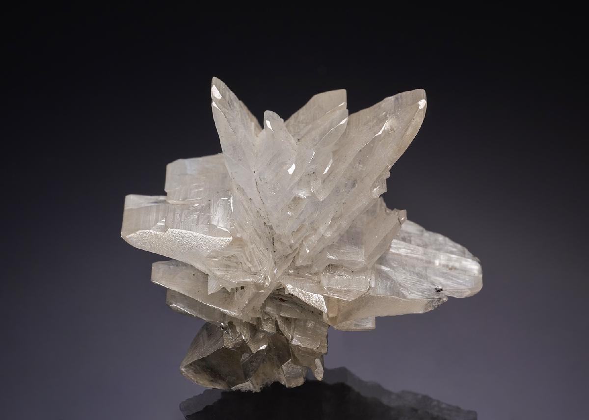 CC35042 specimen image