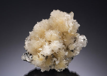 CC35138 specimen image