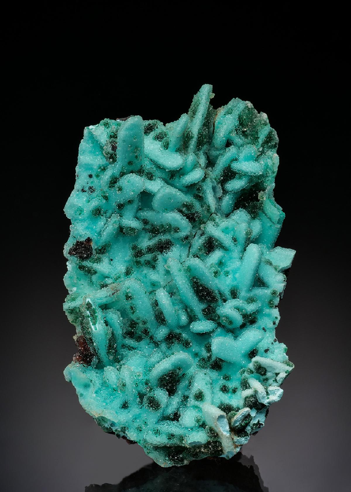 CC36362 specimen image