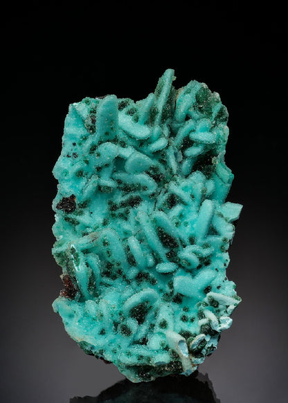 CC36362 specimen image