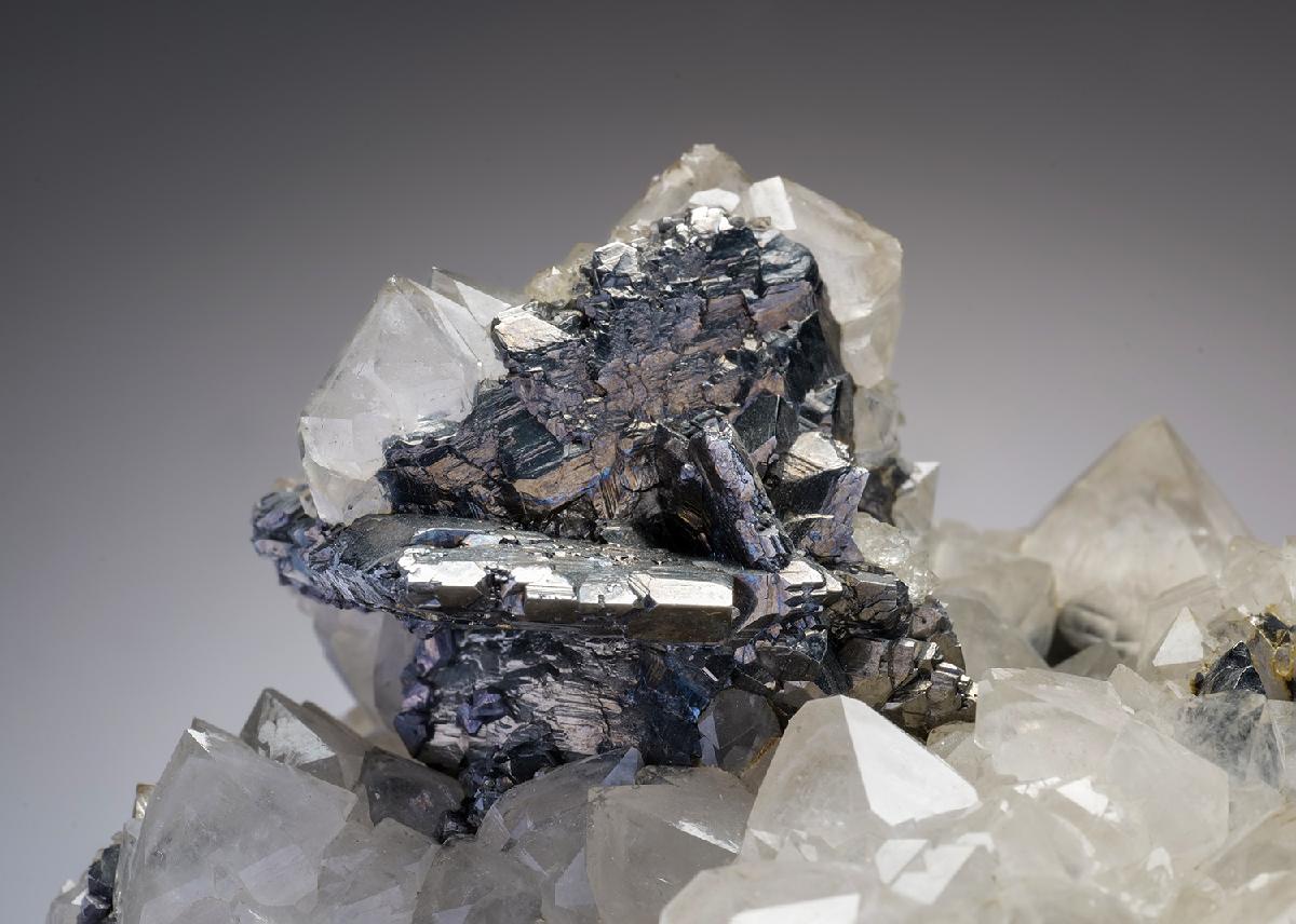 CC36386 specimen image