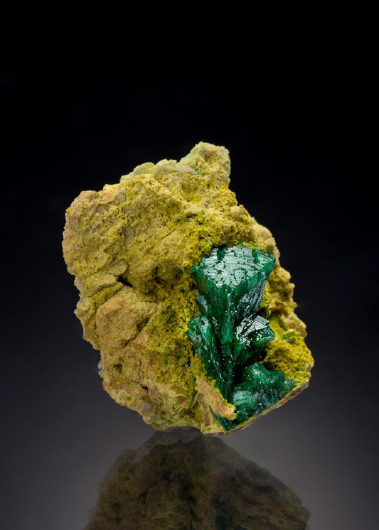 CC36410 specimen image