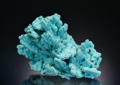 CC36470 specimen image