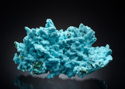 CC36472 specimen image
