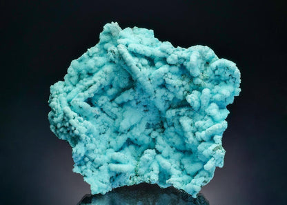 CC36490 specimen image