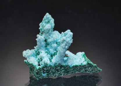 CC36549 specimen image