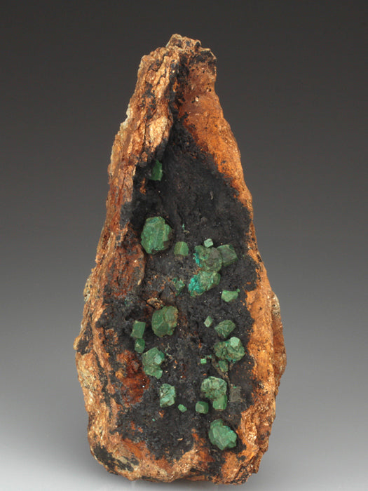 CC3696 specimen image