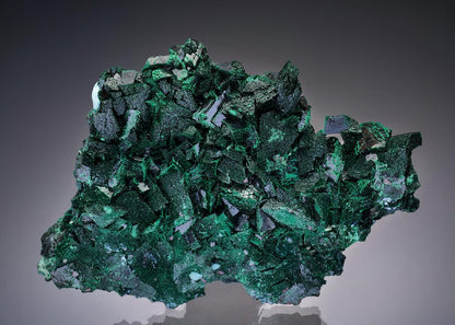 CC37130 specimen image