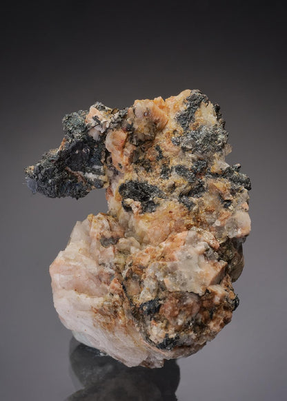 CC37146 specimen image