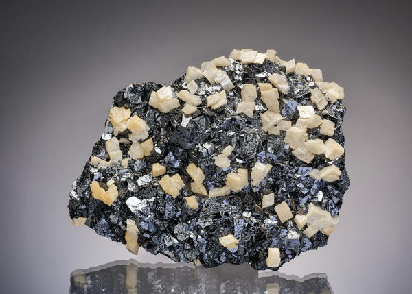 CC37158 specimen image