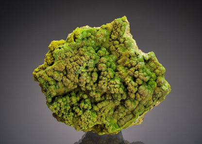 CC37168 specimen image