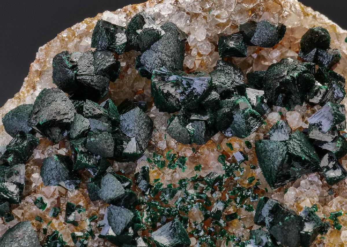 CC37259 specimen image