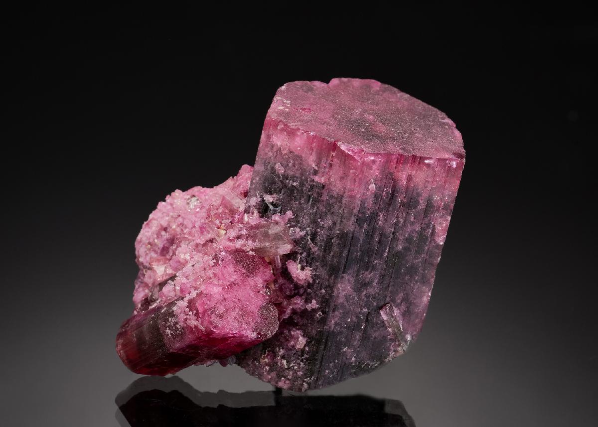 CC37608 specimen image