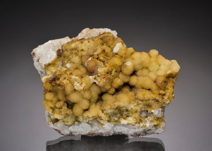 CC37650 specimen image