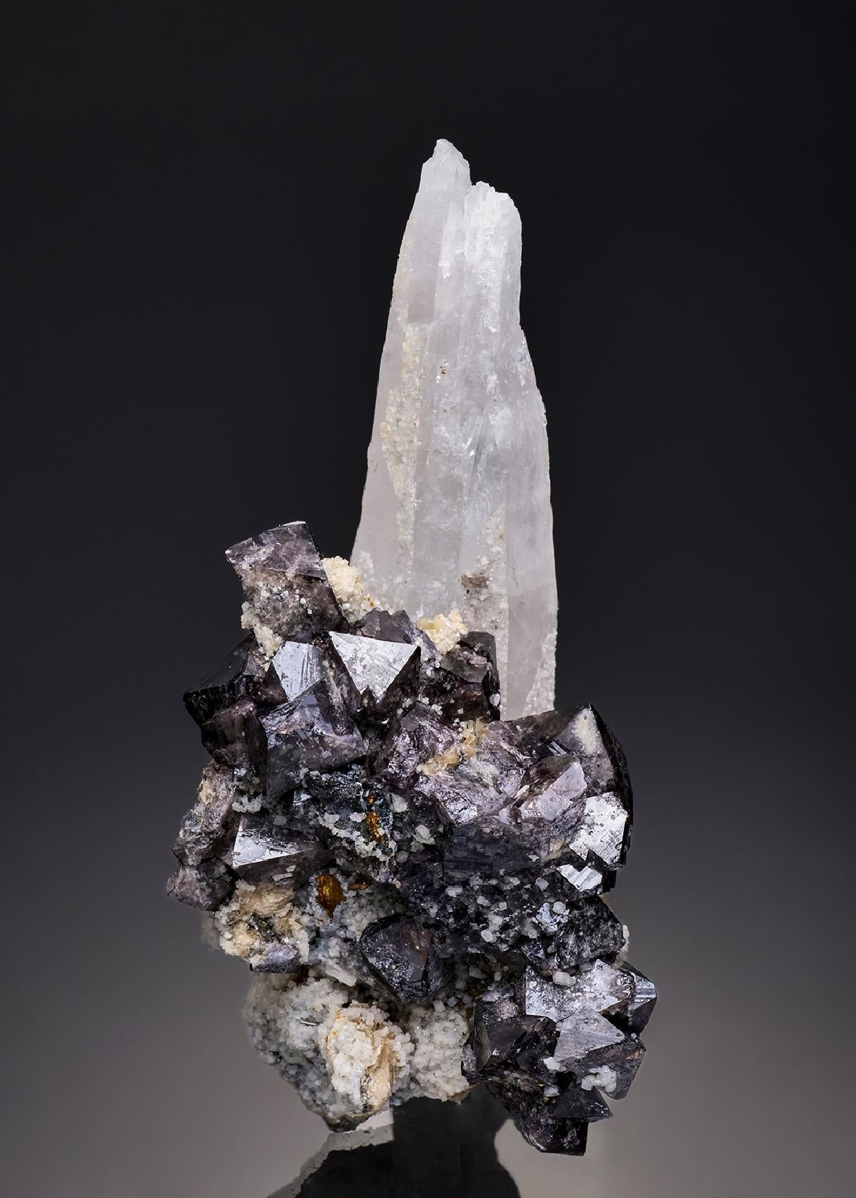 CC37666 specimen image