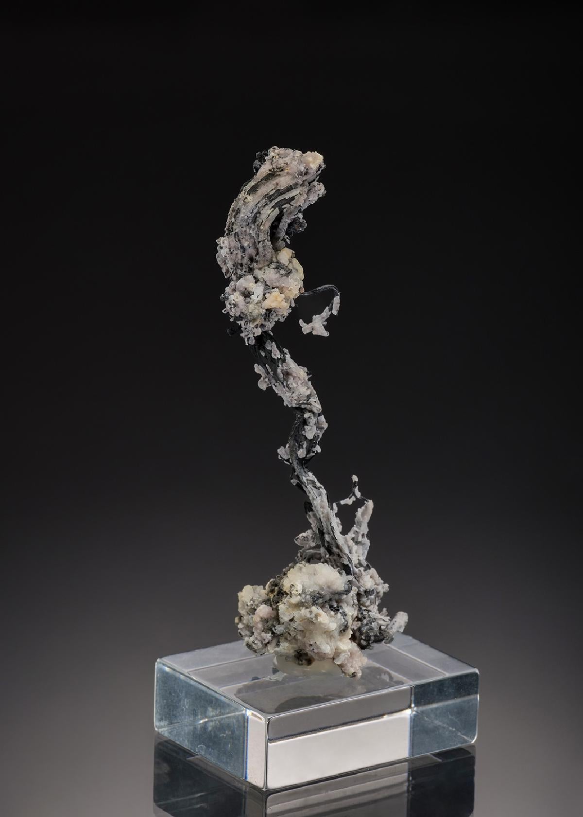 CC37677 specimen image