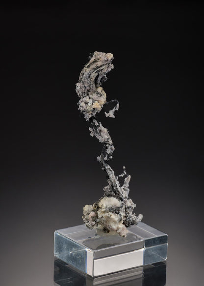 CC37677 specimen image