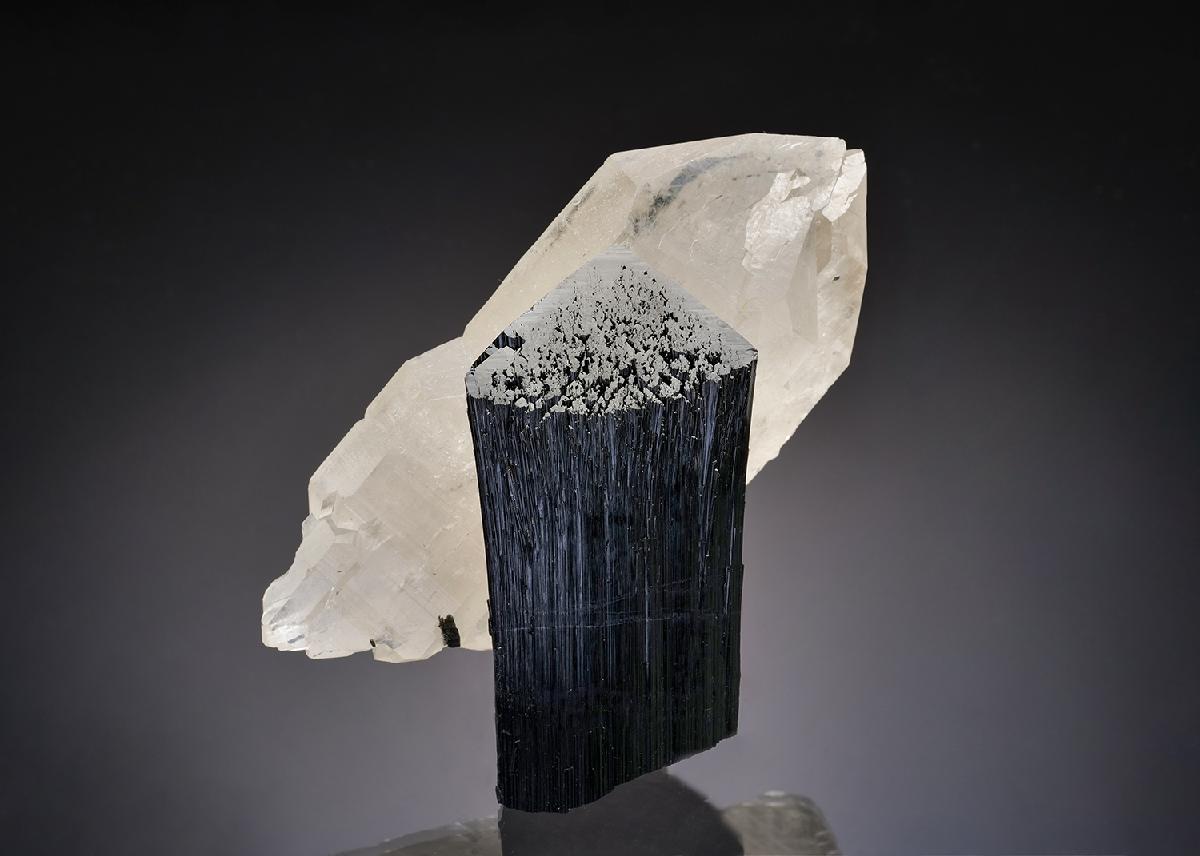 CC38184 specimen image