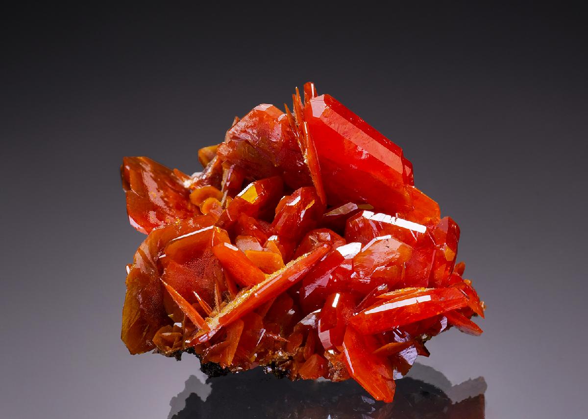 CC38246 specimen image