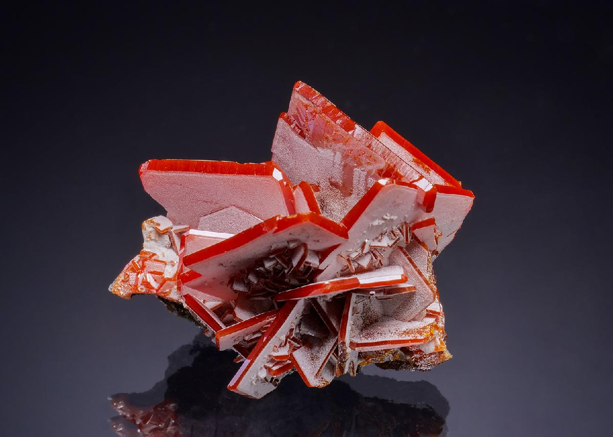 CC38249 specimen image