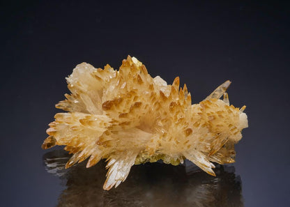CC39846 specimen image