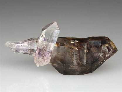 CC4082 specimen image