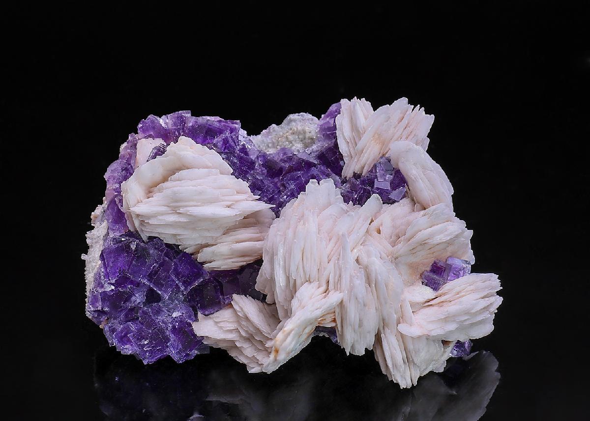 CC41055 specimen image