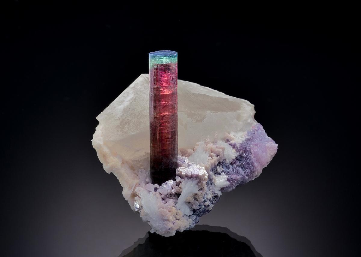 CC41082 specimen image